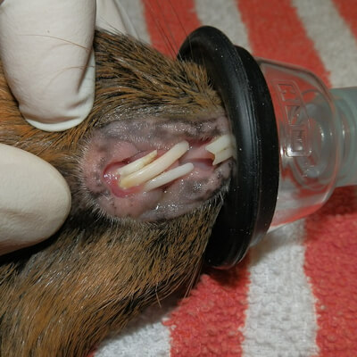 Miscellaneous health problems in guinea pigs