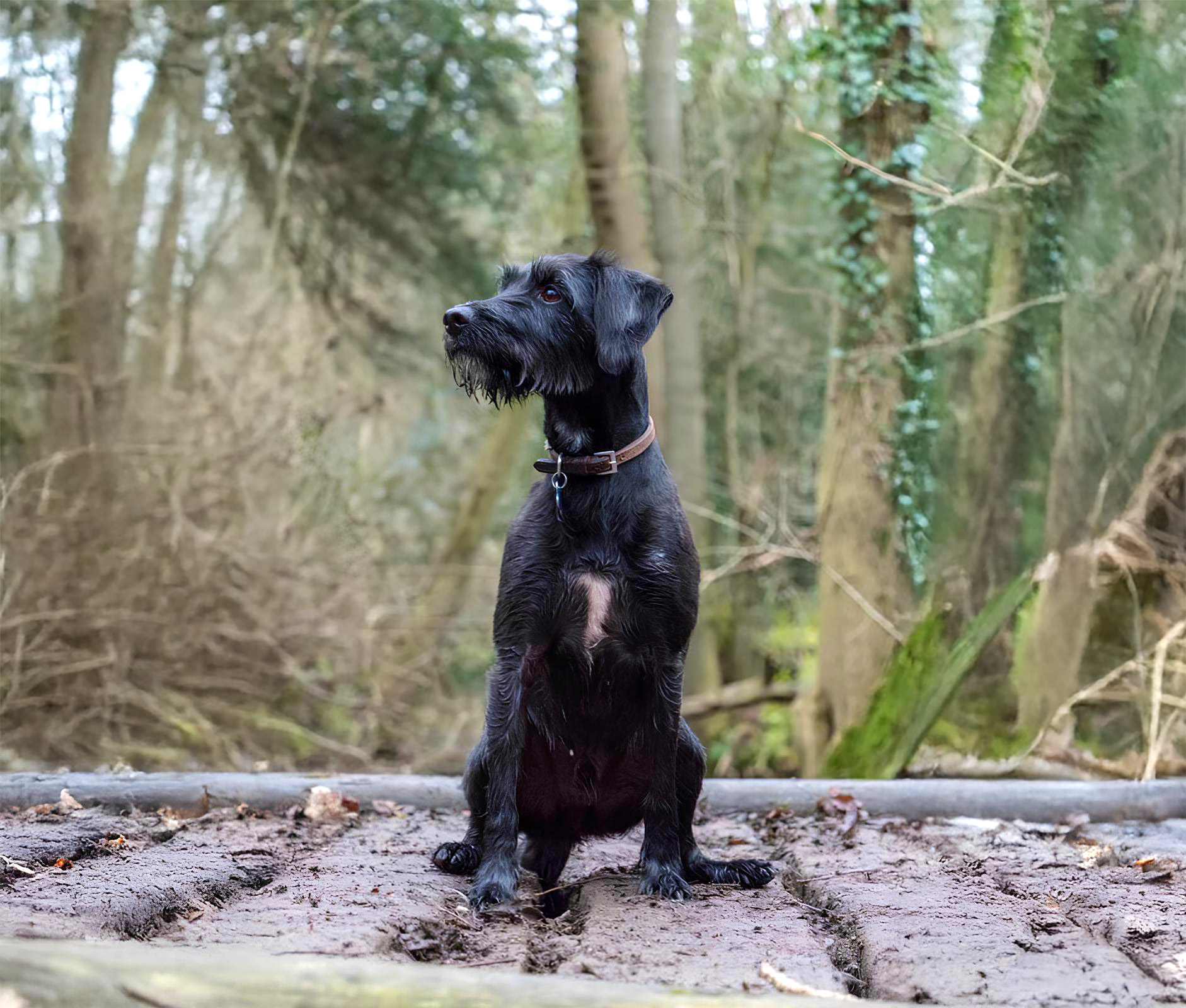 Healthy dog after check-up at Two Counties Vets, Doncaster