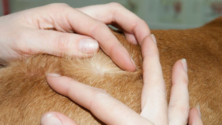 Flea & Worm Prevention for Dogs and Cats