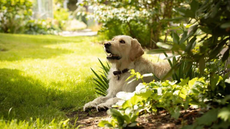 Common Spring Pet Poisons and Seasonal Hazards