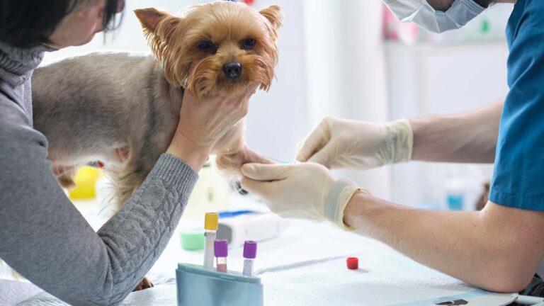 Leptospirosis in Dogs: Symptoms, Risks and Vaccination